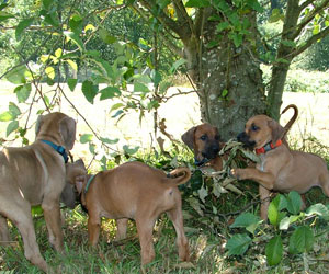 ApacheRidge Ranch Puppies